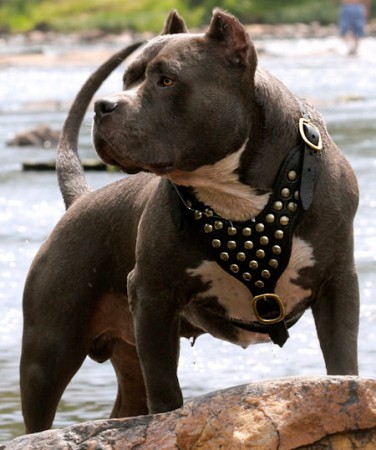 paisaje pitbull