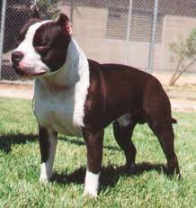 american stanfford terrier